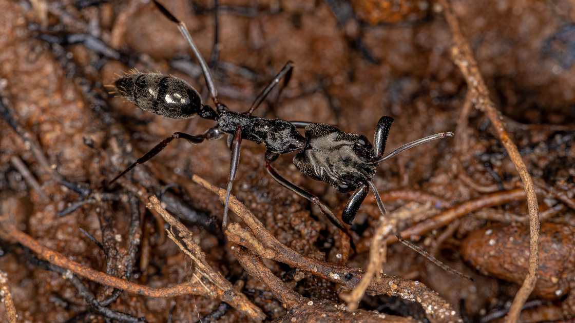 Diy Ant Traps And Bait Stations