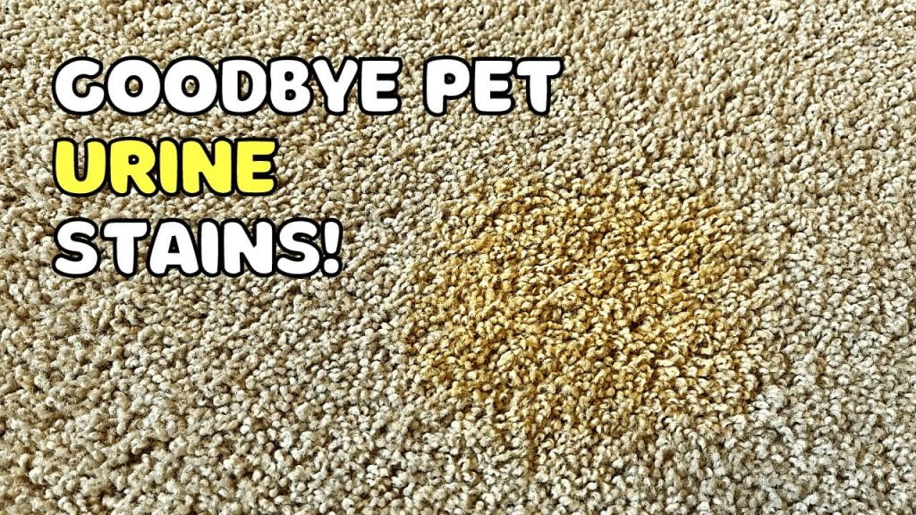 What Do Professional Carpet Cleaners Use for Pet Urine