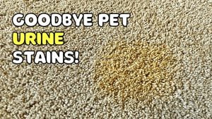 What Do Professional Carpet Cleaners Use for Pet Urine