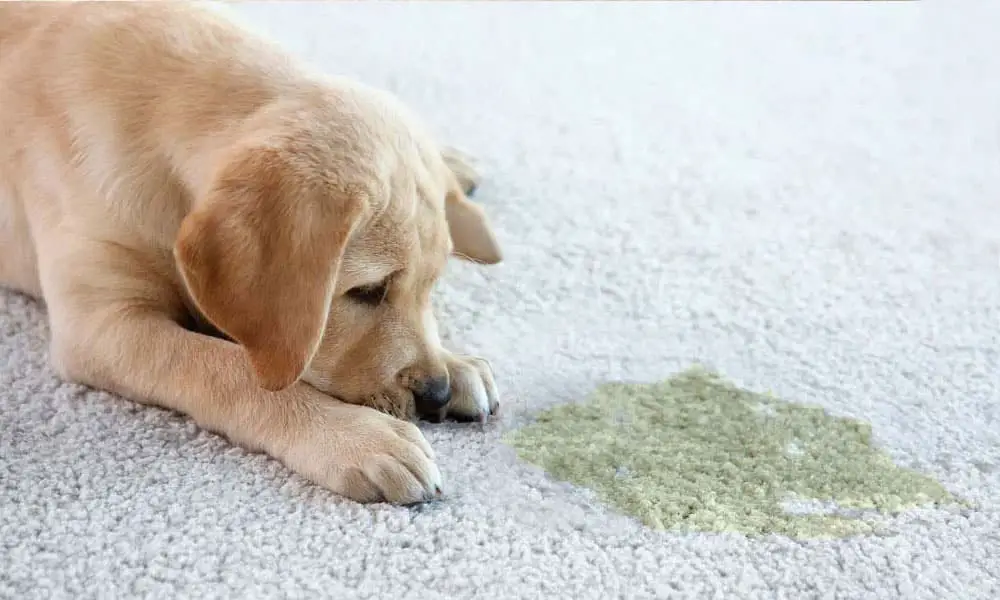 Image showcasing Professional Tricks for Removing Pet Urine from Carpets - House Cleanify