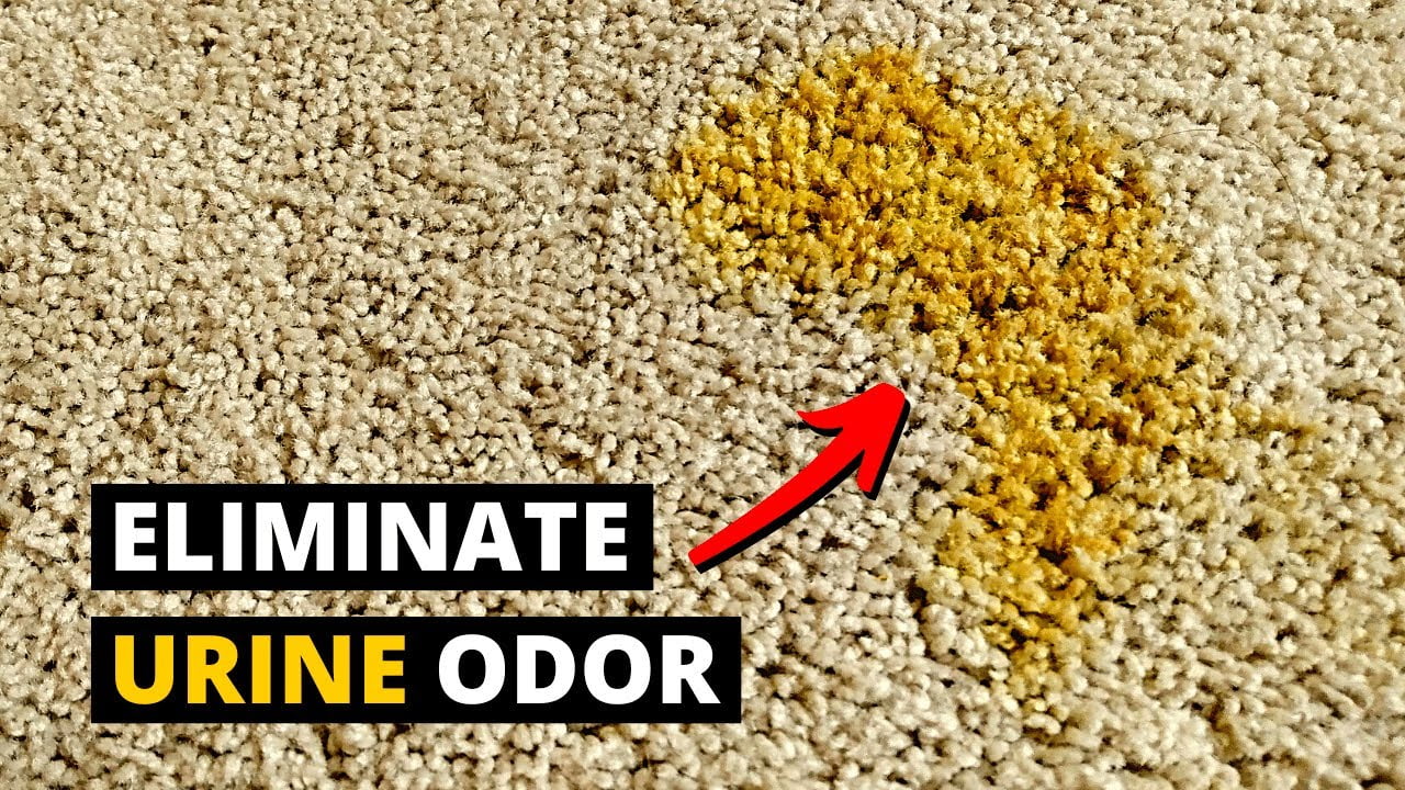 What Do Professional Carpet Cleaners Use for Pet Urine